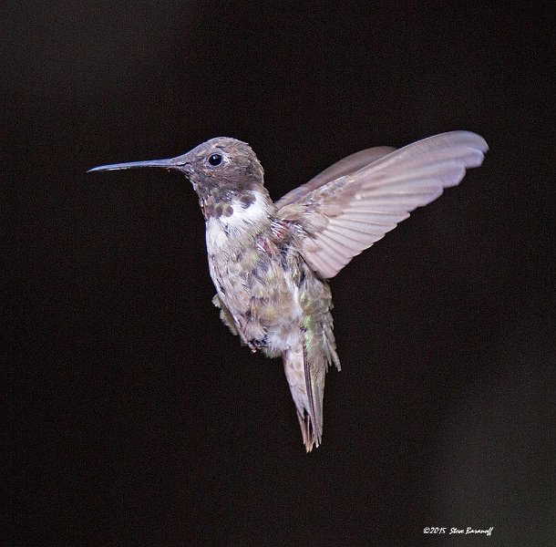 _5SB3829 black-chinned hb.jpg